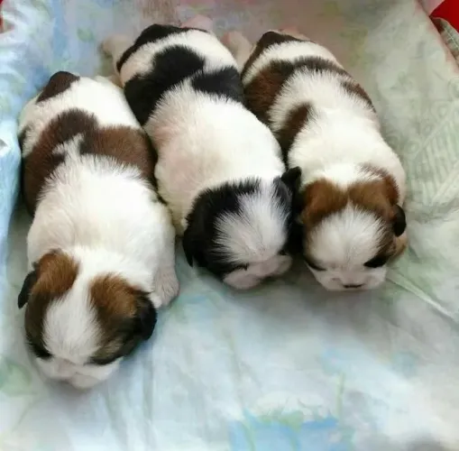 Filhotes de Shih Tzu | Amor que aquece o dia.