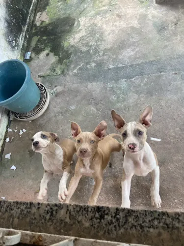 Cachorro
