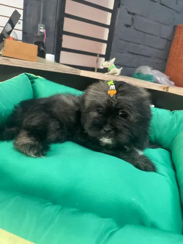 Lhasa apso três meses