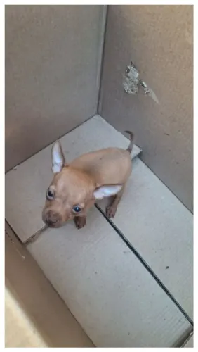 PINSCHER