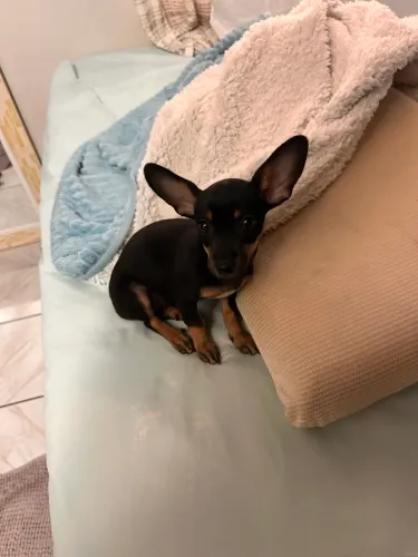 Vendo essa pinscher fêmea com três meses