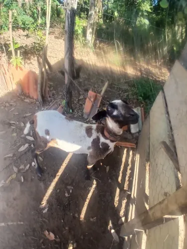 Vendo carneira