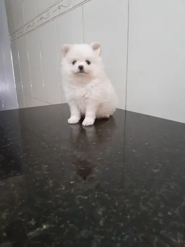 Spitz Alemão Lulu da Pomerânia Anão ursinho macho e fêmea