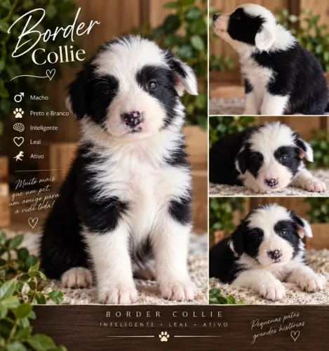 Machos Border Collie filhotes