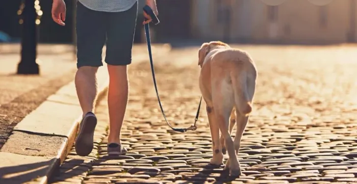 Passear com seus cachorros ?