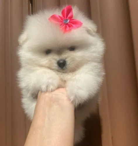 Lulu da Pomerânia mini