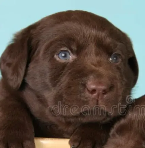 Labrador ideal para familia, vacinado 