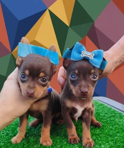 Pinscher Chocolate Puro Charme