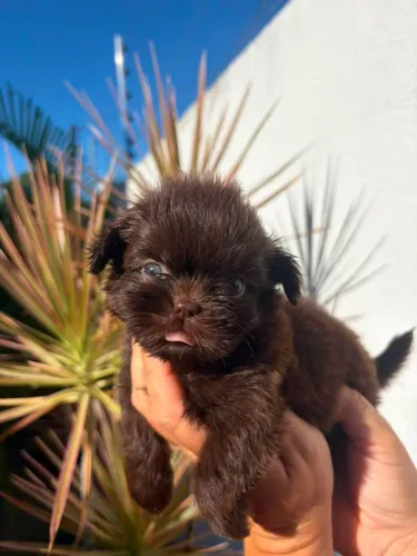 Shih tzu macho