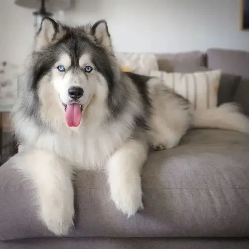 Husky siberiano,,wooly damos o Pedigree e temos micro chip 