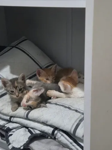 Gatinhos para adoção 