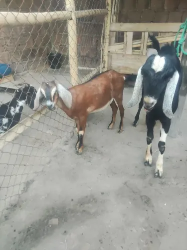 Casal de cabra Anglo nubiana puro 