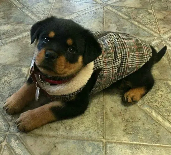 Rottweiler - Esse Filhote Não É Comum