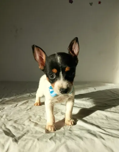 Pinscher todos os tamanhos vacinado 
