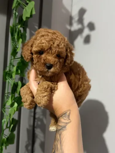 Poodle Toy red vacinada entregamos 