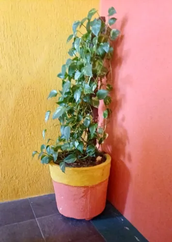 Vaso de planta