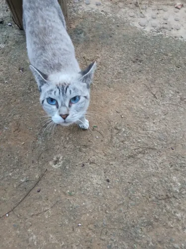 Doa - se gatinha urgentemente 