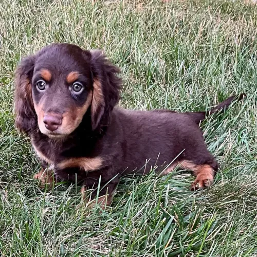 Dachshund | A dose de felicidade diária que você precisa.