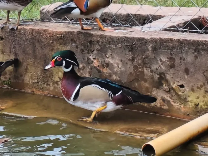 Pato Carolina 