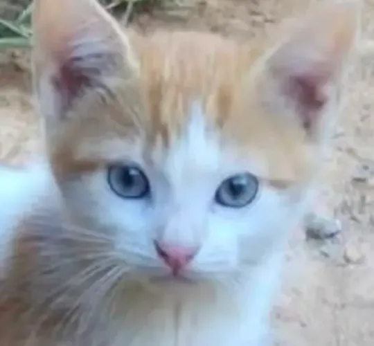 Lindo Tody para adoção