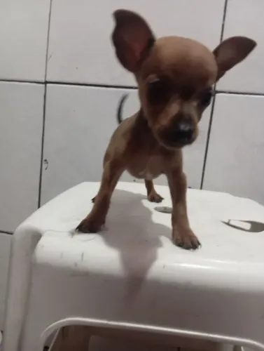 Filhote fêmea Pincher N1 , um mês é 15 dias vermífugada