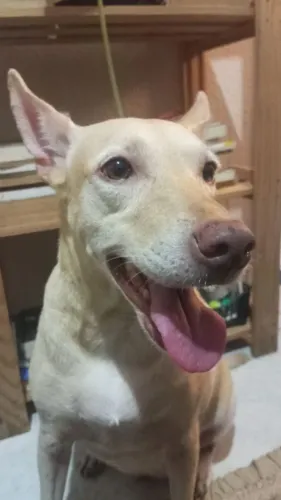 Cachorra para adoção 