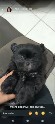 Vende-se lindo cachorro raro preto