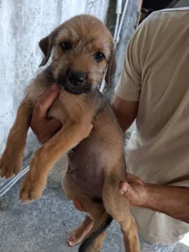 Cachorro 