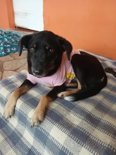 Porte pequeno para adoção