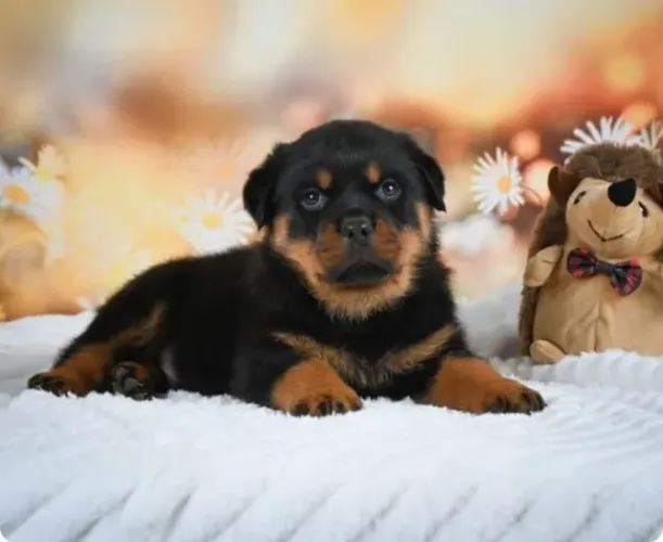 Rottweiler filhotes lindos disponíveis