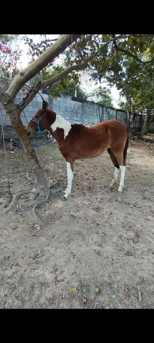 Vendo potra MM neta do fator