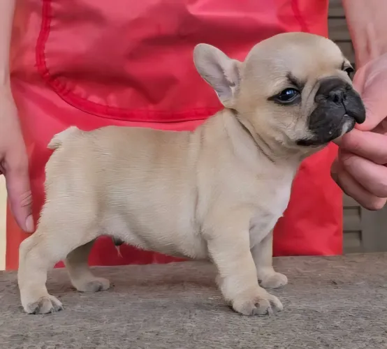 Bulldog Francês com Pedigree