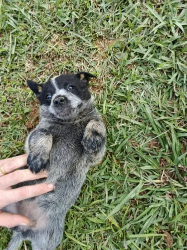 Filhotes de Blue Hiller ( Boiadeiro Australiano)