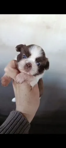 casal de shih tzu chocolates
