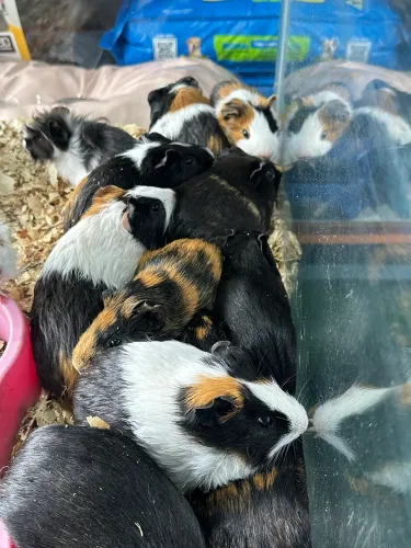 Porquinho da índia