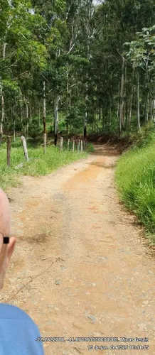 Floresta de 25 anos Eucaliptos Citriodora