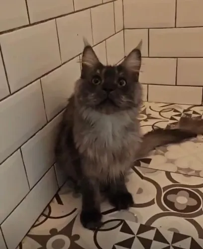 Oportunidade imperdível de adquirir Gato Maine Coon!