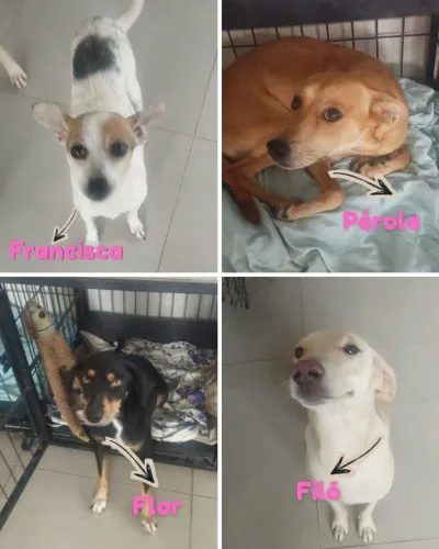 Cachorro ? pra adoção