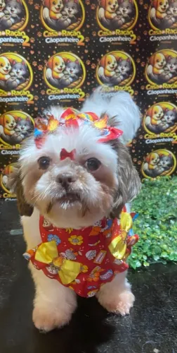 Vendo filhote de mini shih tzu