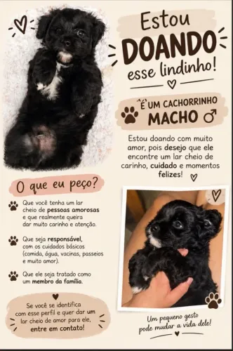 Doação de filhote de maltês com lhasa macho
