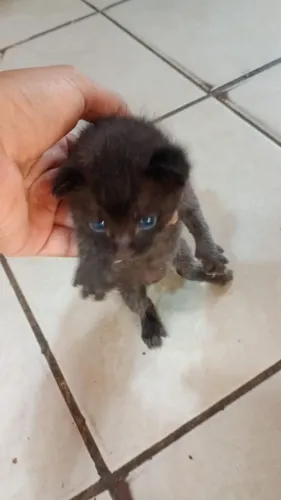 Estou vendendo esses gatinhos por 15 reais para responsáveis