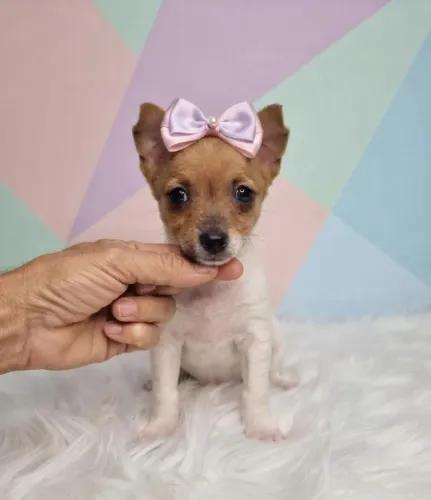 Pinscher Carinhoso e Brincalhão!