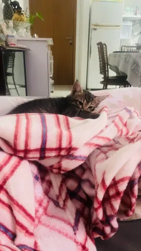 gata para adoção