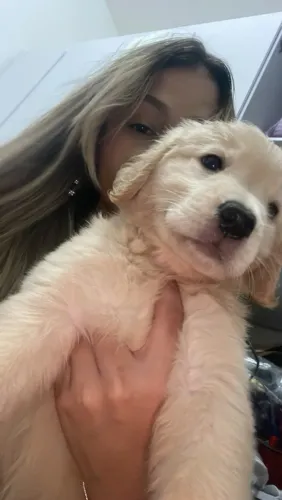 Filhote Golden retriever