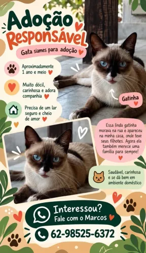 Gata siamês para adoção