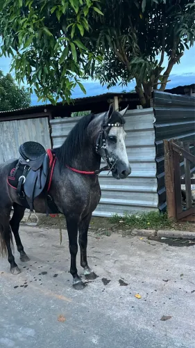 Garanhao mangalarga registrado 