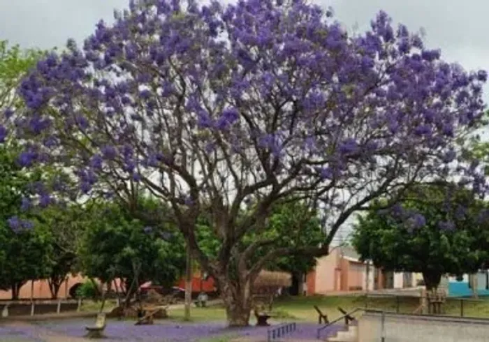 Jacaranda De Minas, Caroba (cuspidifolia) Nativa - vendo mudas
