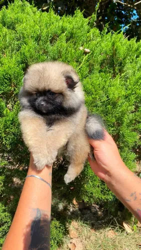  lulu da pomerania 