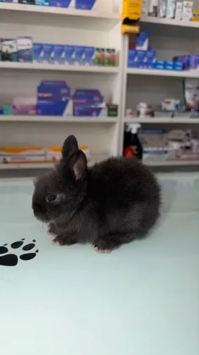 Coelhos Mini Lion