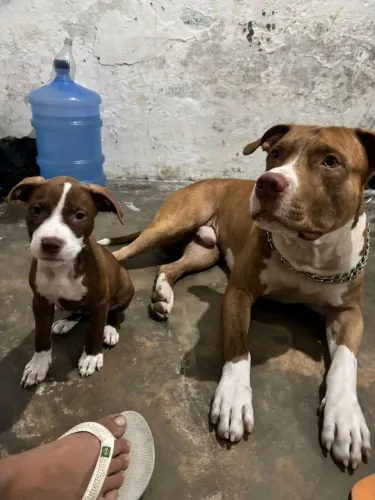 Vendo filhote de pitbull 